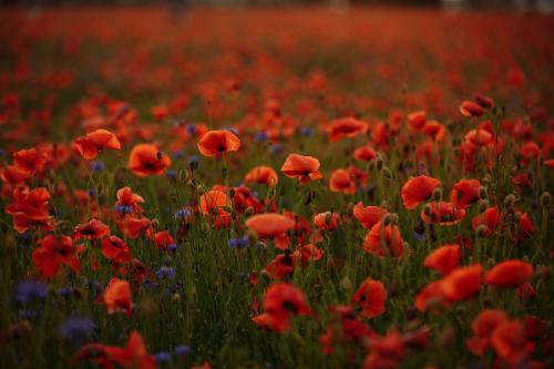 We will remember them ~ Sunday 9th November 2025